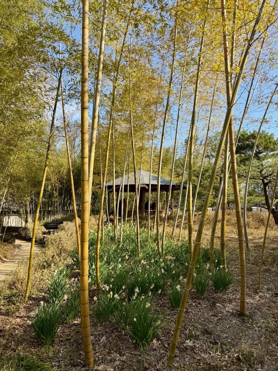 Tall bamboo grove with a path in Koko-en garden, Himeji