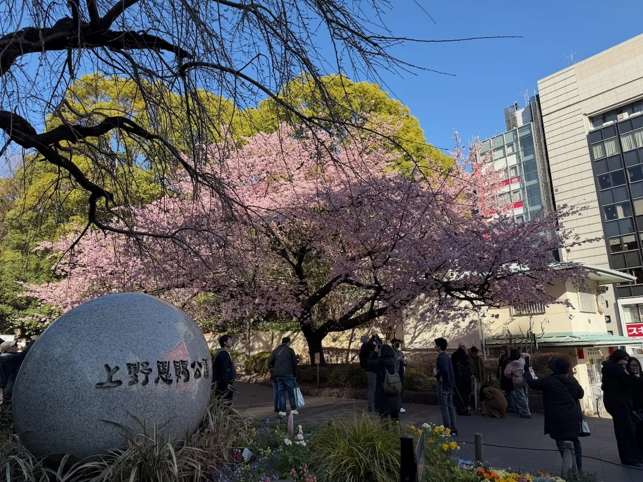 Pink early cherry blossoms over the Ueno Park entrance stone, Tokyo