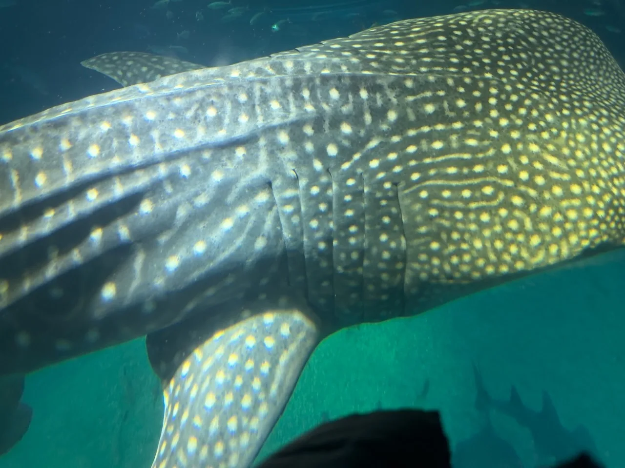 Whale shark swimming close to the glass in the central tank at Kaiyukan, Osaka