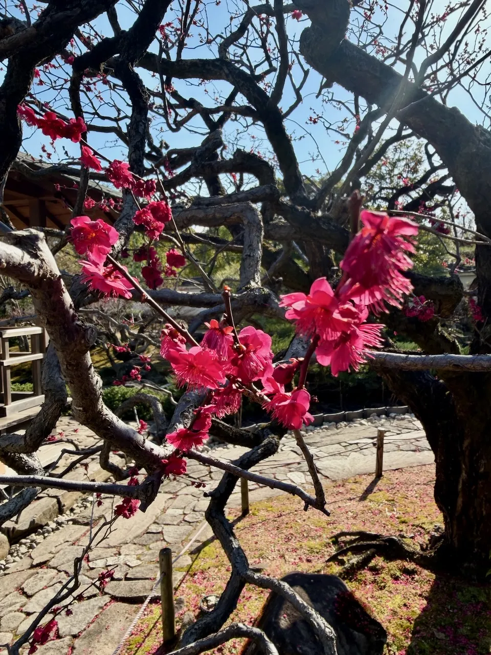 Red plum blossoms in Himeji, February 2026