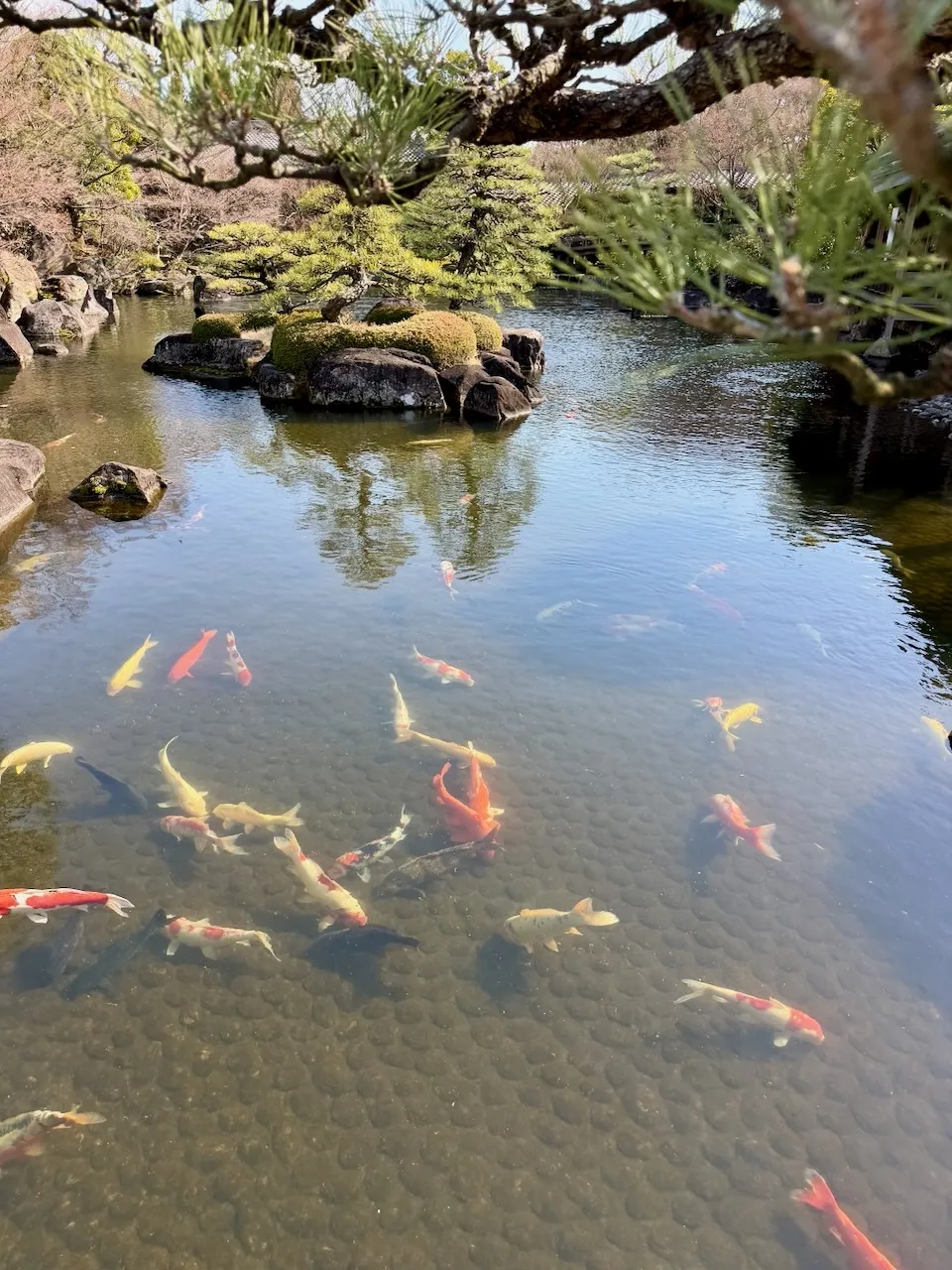 Koi carp swimming in a clear pond in Koko-en garden, Himeji
